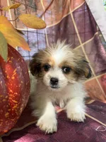 Maggie , a female Bichon Frise and Mal Shi for sale in Viroqua, WI – 1 of 10
