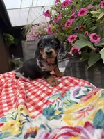 Cici, a female Miniature Dachshund for sale in Viroqua, WI – 2 of 8