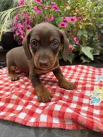 Snickers, a male Miniature Dachshund for sale in Viroqua, WI – 4 of 10