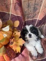 Marley, a male Bichon Frise and Mal Shi for sale in Viroqua, WI – 3 of 7