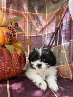 Misty, a female Bichon Frise and Mal Shi for sale in Viroqua, WI – 7 of 8