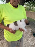 Sofia, a female Maltese and Shih Tzu for sale in Viroqua, WI – 5 of 9