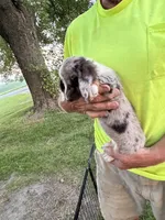 Helen, a female Miniature Dachshund for sale in Viroqua, WI – 6 of 10
