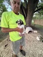 Sammy, a male Shichon for sale in Viroqua, WI – 3 of 5