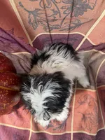Marley, a male Bichon Frise and Mal Shi for sale in Viroqua, WI – 4 of 7