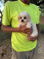Chanel , a female Maltese and Shih Tzu for sale in Viroqua, WI – 7 of 8