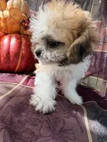 Furbie, a male Bichon Frise and Mal Shi for sale in Viroqua, WI – 2 of 9