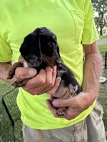 Wendy, a female Miniature Dachshund for sale in Viroqua, WI – 9 of 10