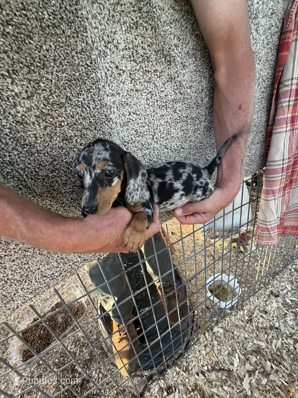 Fancy – Miniature Dachshund puppy for sale in Viroqua, WI