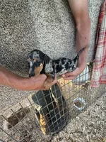 Fancy, a female Miniature Dachshund for sale in Viroqua, WI – 1 of 10