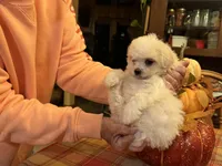Casper, a male Bichon Frise and Maltese for sale in Viroqua, WI – 4 of 10