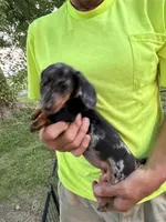 Wendy, a female Miniature Dachshund for sale in Viroqua, WI – 7 of 10