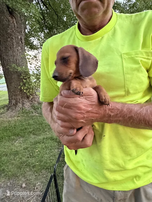 Harold – Miniature Dachshund puppy for sale in Viroqua, WI