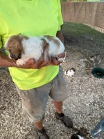 Sara, a female Maltese and Shih Tzu for sale in Viroqua, WI – 6 of 7