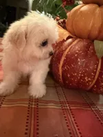 Casper, a male Bichon Frise and Maltese for sale in Viroqua, WI – 7 of 10