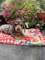 Ángel , a female Miniature Dachshund for sale in Viroqua, WI – 8 of 10