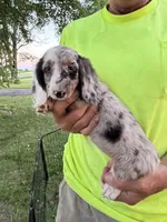 Helen, a female Miniature Dachshund for sale in Viroqua, WI – 2 of 10