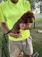 Hannah, a male Miniature Dachshund for sale in Viroqua, WI – 4 of 8