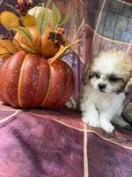 Furbie, a male Bichon Frise and Mal Shi for sale in Viroqua, WI – 7 of 9