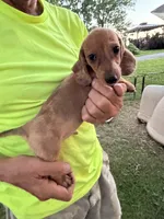 Harvey, a male Miniature Dachshund for sale in Viroqua, WI – 7 of 10