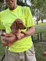 Harvey, a male Miniature Dachshund for sale in Viroqua, WI – 6 of 10