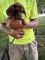 Hannah, a male Miniature Dachshund for sale in Viroqua, WI – 8 of 8