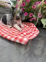 Chanel , a female Miniature Dachshund for sale in Viroqua, WI – 5 of 10