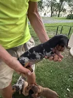 Wendy, a female Miniature Dachshund for sale in Viroqua, WI – 3 of 10