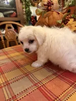Olaf, a male Bichon Frise and Maltese for sale in Viroqua, WI – 2 of 7