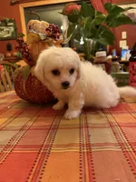 Olaf, a male Bichon Frise and Maltese for sale in Viroqua, WI – 5 of 7