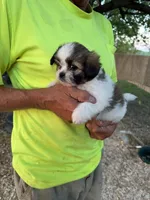 Sofia, a female Maltese and Shih Tzu for sale in Viroqua, WI – 6 of 9