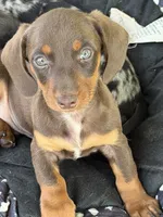 Snickers, a male Miniature Dachshund for sale in Viroqua, WI – 10 of 10