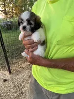 Sofia, a female Maltese and Shih Tzu for sale in Viroqua, WI – 2 of 9
