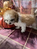 Furbie, a male Bichon Frise and Mal Shi for sale in Viroqua, WI – 6 of 9