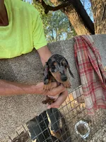 Phoebe , a female Miniature Dachshund for sale in Viroqua, WI – 5 of 10