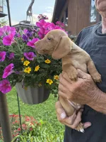 Fritz, a male Miniature Dachshund for sale in Viroqua, WI – 5 of 6