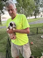 Helen, a female Miniature Dachshund for sale in Viroqua, WI – 8 of 10