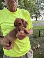 Harvey, a male Miniature Dachshund for sale in Viroqua, WI – 5 of 10