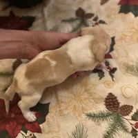 Libby, a female Miniature Dachshund for sale in Viroqua, WI – Photo 3 of 8