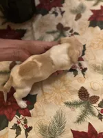 Libby, a female Miniature Dachshund for sale in Viroqua, WI – Photo 3 of 8