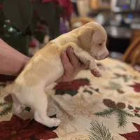 Libby, a female Miniature Dachshund for sale in Viroqua, WI – Photo 8 of 8