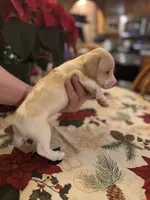 Libby, a female Miniature Dachshund for sale in Viroqua, WI – Photo 8 of 8
