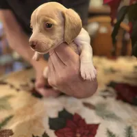 Libby, a female Miniature Dachshund for sale in Viroqua, WI – Photo 6 of 8