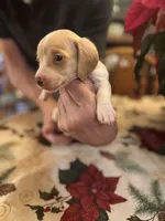 Libby, a female Miniature Dachshund for sale in Viroqua, WI – Photo 6 of 8
