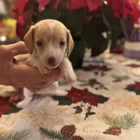 Libby, a female Miniature Dachshund for sale in Viroqua, WI – Photo 1 of 8
