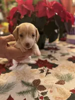 Libby, a female Miniature Dachshund for sale in Viroqua, WI – Photo 1 of 8