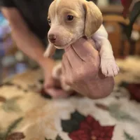 Libby, a female Miniature Dachshund for sale in Viroqua, WI – Photo 7 of 8