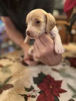 Libby, a female Miniature Dachshund for sale in Viroqua, WI – Photo 7 of 8