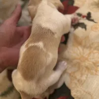 Libby, a female Miniature Dachshund for sale in Viroqua, WI – Photo 2 of 8