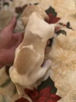 Libby, a female Miniature Dachshund for sale in Viroqua, WI – Photo 2 of 8